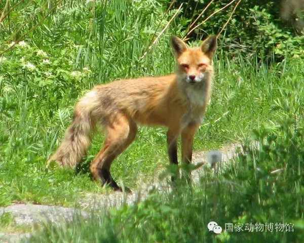 關(guān)于狐貍色最新電影，探討電影藝術(shù)與文化娛樂價值，遠(yuǎn)離非法色情內(nèi)容