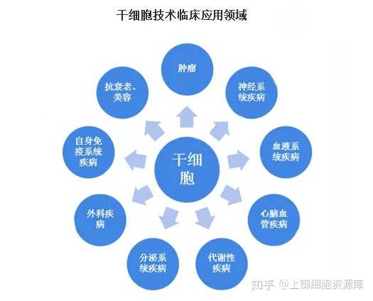 干細胞技術最新進展，重塑生命科學未來之路