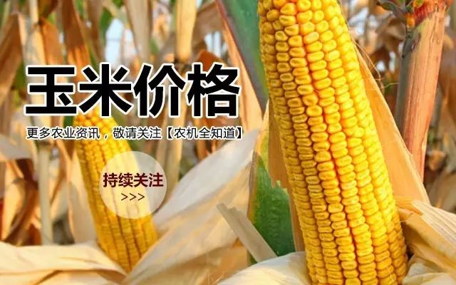 陜西玉米最新價格動態(tài)分析與趨勢預(yù)測